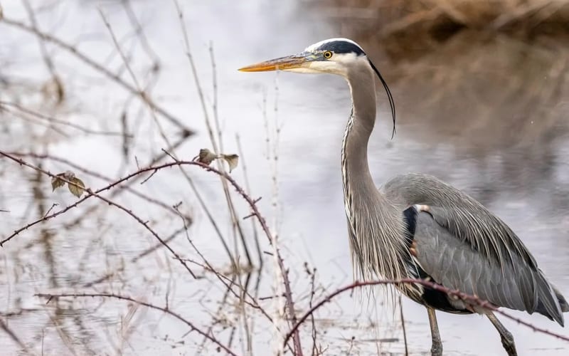 A blue heron standing at the edge of a peaceful lake