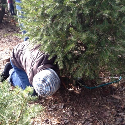 O Stolen Christmas Tree